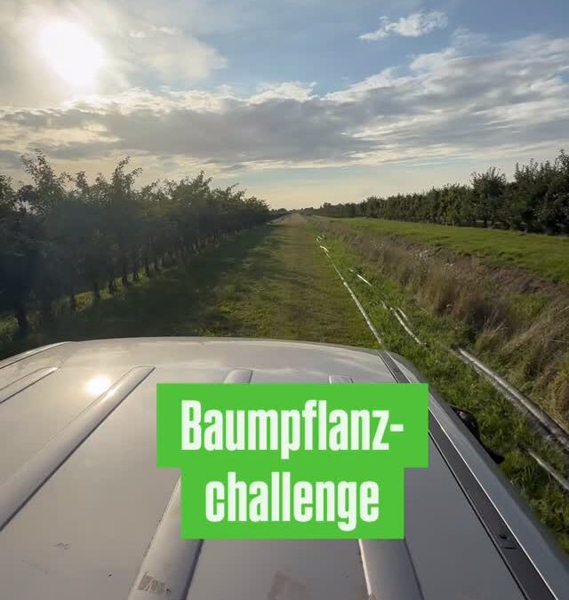 Die Baumpflanz-Challenge